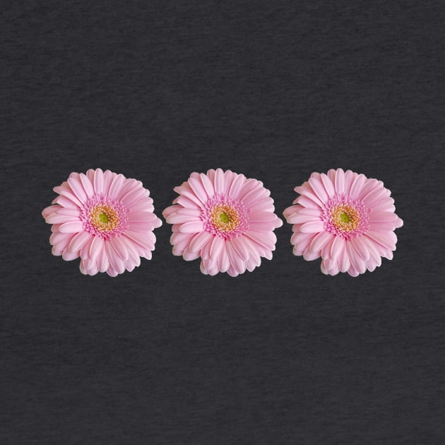 Three Pink Gerberas for Mothers Day by ellenhenryflorals